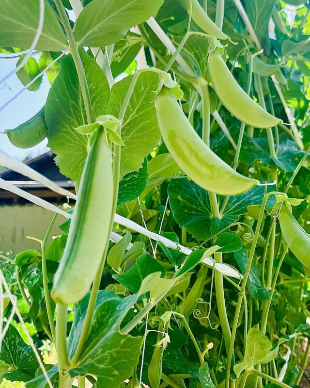 ゴールデンウィーク合間にも少し畑へ。
エンドウ豆がぷっくり元気に実り、可愛いお花も咲いていたので、テーブルのお花として少し持ち帰りました。
⁡
畑では、冬眠中のカエルを起こしてしまうハプニングも。まだ眠そうであまり動かず、踏みそうだったので柄杓を近づけると、ぴょんと入ってきて、じっとしていました。
⁡
土がついていたので、川の水を少しかけてあげると気持ちよさそうに。少しすると縁に上がってきたのでどこかへ行くかな？とみていると、日向ぼっこしたり、水に戻ったり、自由なカエルさんでした🐸
⁡
さて今月は母の日、来月は父の日。
日頃の感謝の気持ちを込めて、
ぜひご家族でのご会食はいかがでしょうか。
⁡
サプライズなど、お手伝いできることがございましたら、お気軽にご相談くださいませ。
⁡
#ピグレコ #大阪イタリアンレストラン #西天満レストラン #ミシュラン #michelin #ゴエミヨ #gaulmillau #夫婦で営業 #落ち着いた空間 #少人数で贅沢 #大阪ディナー #大阪ランチ #コース料理 #少人数で楽しむ #美味しい時間 #母の日ディナー #父の日ディナー #母の日2025 #父の日2025 #家族でレストラン #感謝を伝える時間 #ありがとうを込めて #季節の贈りもの #家族ごはん