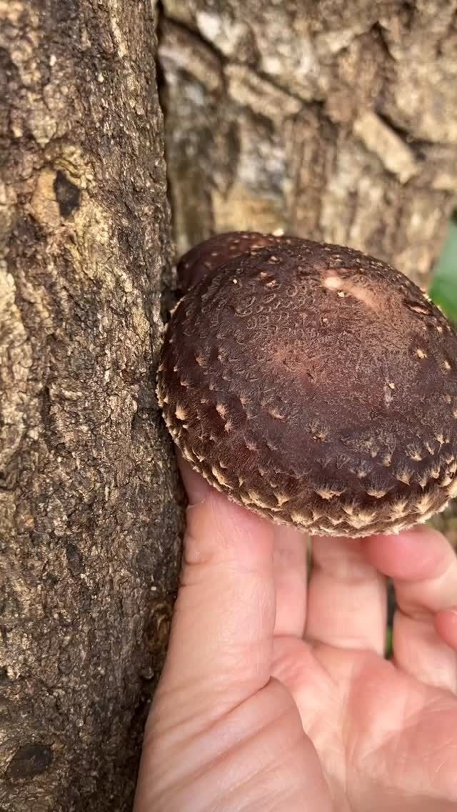 🍄

先日のお休みの日

山に置いてある
椎茸の様子を見てきました🪵

いい感じ✨

#pgreco #ピグレコ #大阪イタリアン #イタリアン #旬を食べる #素材にこだわる #福本俊輔の手仕事 #コース料理 #西天満ディナー #西天満グルメ #接待ディナー #大阪接待 #接待で使えるお店 #大人の贅沢 #ミシュラン #Michelin #ゴエミヨ #GaultMillau  #椎茸 #しいたけ #椎茸栽培 #山の空気  #忘年会 #年末年始営業 #自然のお裾分け #すでに美味しい