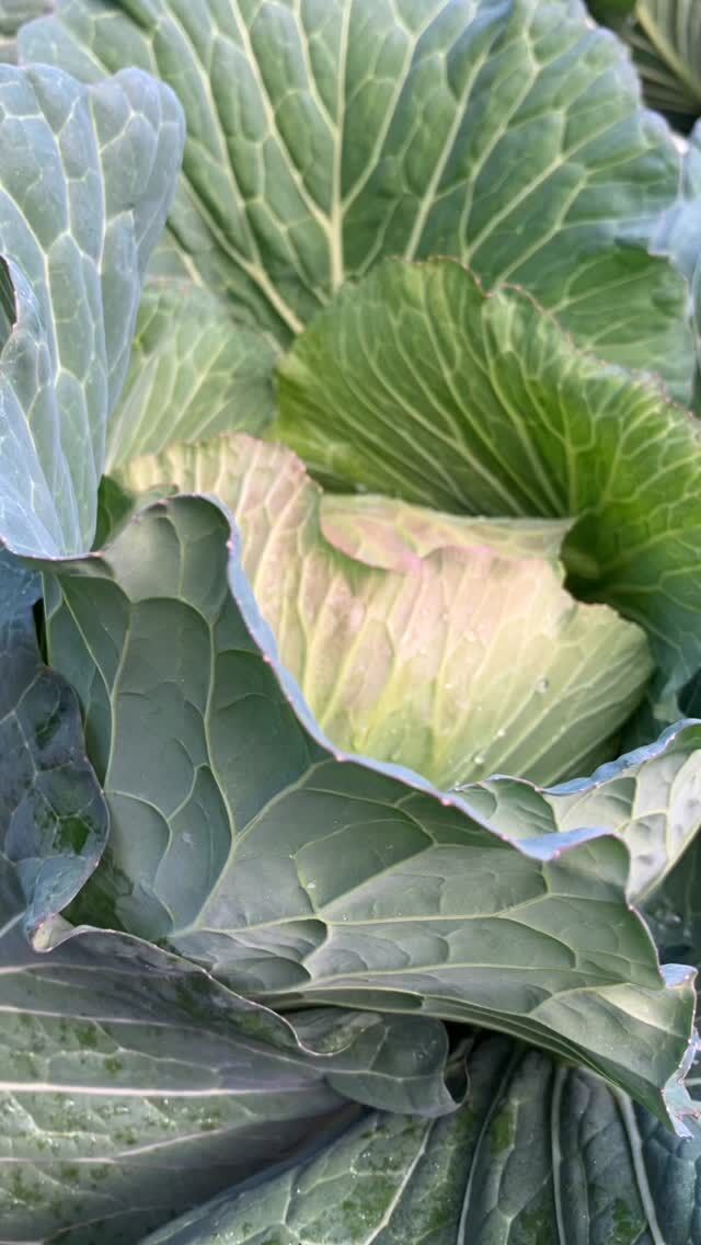 改めまして、
明けましておめでとうございます。

元日と少し重なる内容にはなりますが、
三が日を通して本当に多くのお客様にお越しいただき、ありがたい2026年のスタートとなりました。

心より御礼申し上げます。

ウェブ予約が主流な現在ではありますが、
元日から新年のご挨拶と共に
お電話でご予約をくださる方もいらっしゃり、
心が温かくなる一日でもありました。

2025年は、私たちなりによく「考え」、よく「整えた」一年だったように思います。

夫婦で長く営業をし、
目指す着地は同じでも向かい方が違い、
未だにぶつかることも多々あります。

それでも『これが良かったよね』と
小さい答えを見つけた感覚も多かった年でもありました。

新しく抱負を…とも思いましたが、
今年も引き続き、私たちなりの答えを見つけながら、駆け抜けたいと思います。

お正月休み最後の日には
早速、新春畑参りへ

ぐっと冷え込み、　
澄んだ空気の中で育つキャベツ。

自然が出す美しい色や力強さを全身で感じました。こうした感覚も、日々の料理に生かしていきたいと思います。

長くなりましたが、改めまして本年もどうぞよろしくお願い申し上げます。

Once again,
Happy New Year.

Although this may overlap slightly with our New Year’s Day post,
we were truly grateful to welcome so many guests throughout the first three days of the year.
It was a very thankful start to 2026.

Thank you sincerely.

While online reservations have become the norm,
we also received phone calls from guests calling to extend their New Year’s greetings and make reservations from January 1st.
It was a day that warmed our hearts.

Looking back, 2025 was a year in which we spent a great deal of time thinking and refining things in our own way.

Even after many years of working together as a couple,
we often find ourselves approaching the same goal from different directions,
and we still clash more often than we might expect.

Even so, it was also a year in which we were able to find many small answers —
moments when we could say, “That was the right choice.”

We considered setting a new resolution,
but this year as well, we hope to continue searching for our own answers as we move forward.

On the last day of the New Year holidays,
we visited the fields for our first harvest inspection of the year.

Cabbage grown in crisp, clear winter air.

We felt the beauty of its natural colors and strength firsthand,
and we hope to carry this sensibility into our daily cooking.

Thank you for your continued support this year.

#pgreco #ピグレコ #大阪イタリアン #西天満 #ミシュラン #michelin #ゴエミヨ #gaultmillau #夫婦で営業 #福本俊輔の手仕事